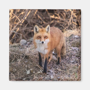Red Fox nära och personligt Magnet