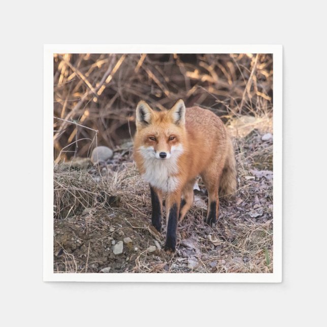 Red Fox nära och personligt Pappersservett (Framsidan)