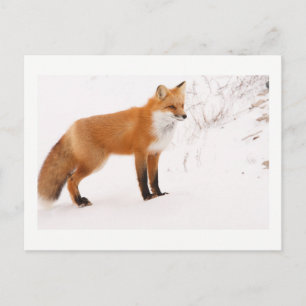 Red Fox Nature Wildlife Photo Vykort
