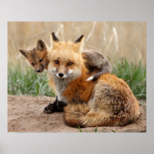 Red Fox och Baby Poster
