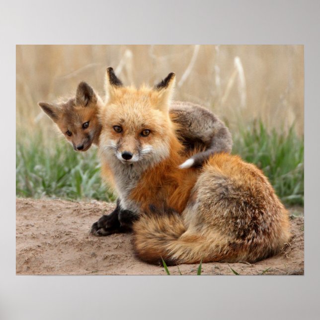 Red Fox och Baby Poster (Framsidan)