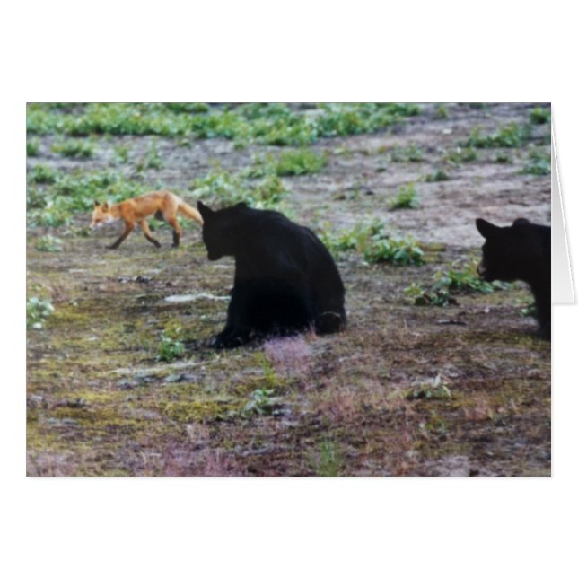 Red Fox och Black Bears i Alaska OBS Kort (Framsidan Horizontal)