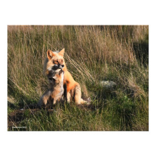 Red Fox och det är Kit Fototryck