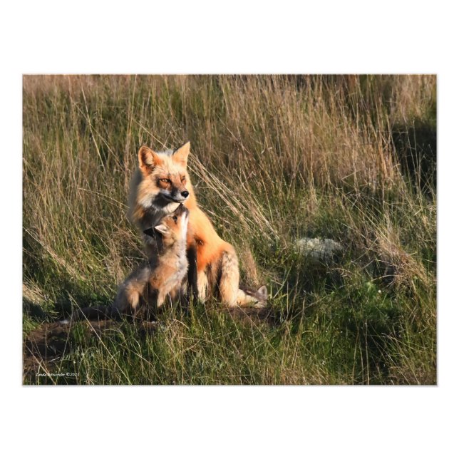 Red Fox och det är Kit Fototryck (Framsidan)