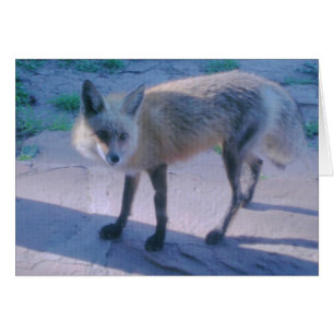 Red Fox på porch Hälsningskort