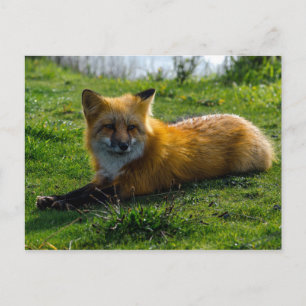 Red Fox på San Juan Island, delstaten Washington Vykort