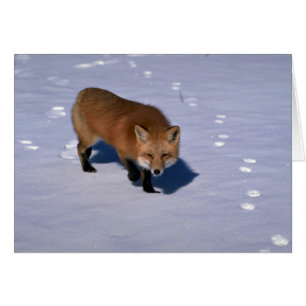Red Fox på snö Hälsningskort