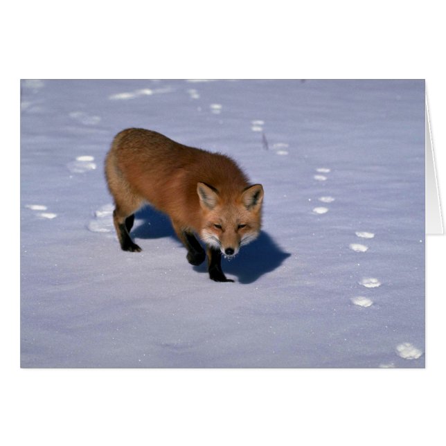 Red Fox på snö Hälsningskort (Framsidan Horizontal)