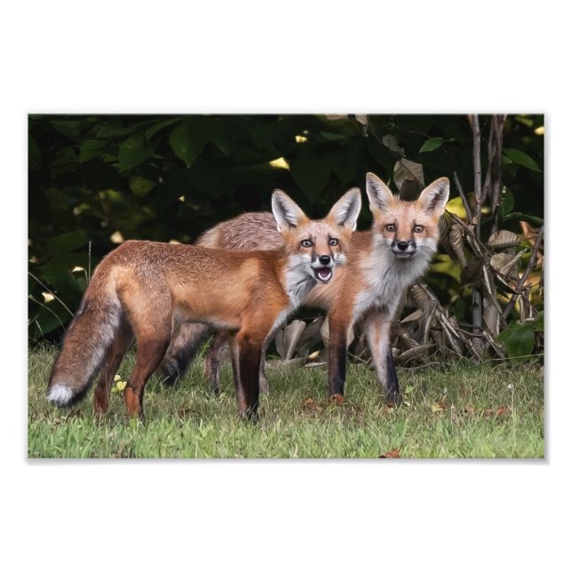 Red Fox Pair Photo Print Fototryck (Framsidan)