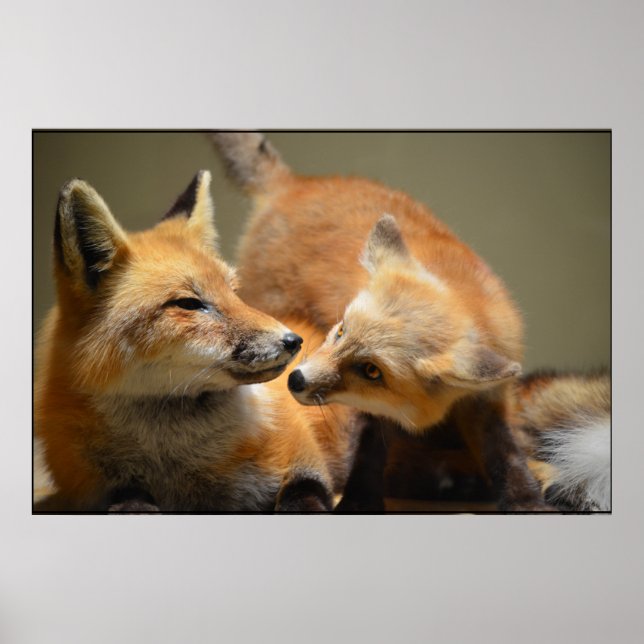 Red Fox Pair Poster (Framsidan)