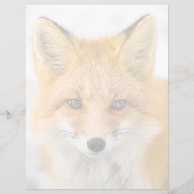 Red Fox Portrait (Framsida)