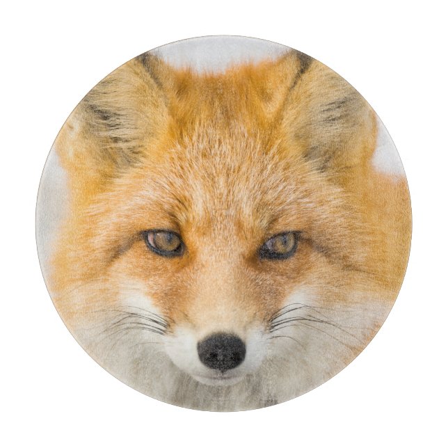 Red Fox Portrait (Framsidan)