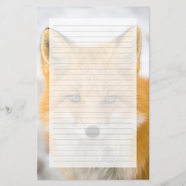 Red Fox Portrait Brevpapper (Framsida)