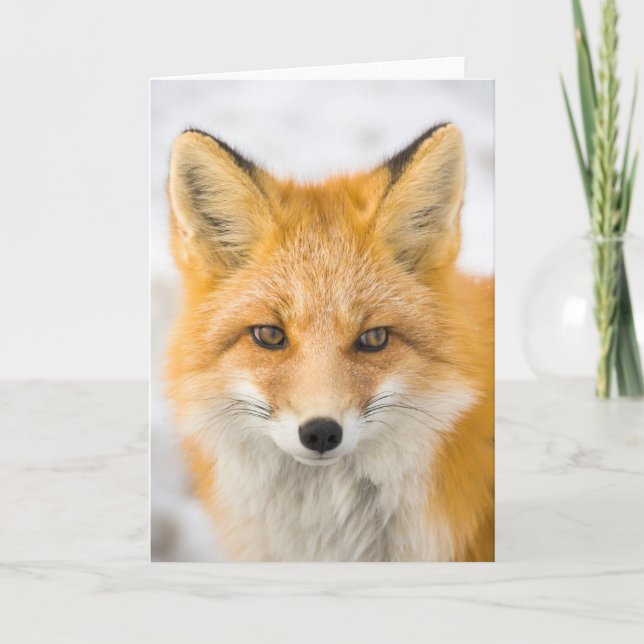 Red Fox Portrait Kort (Framsida)