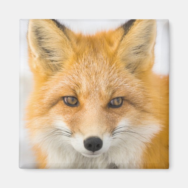 Red Fox Portrait Magnet (Framsidan)