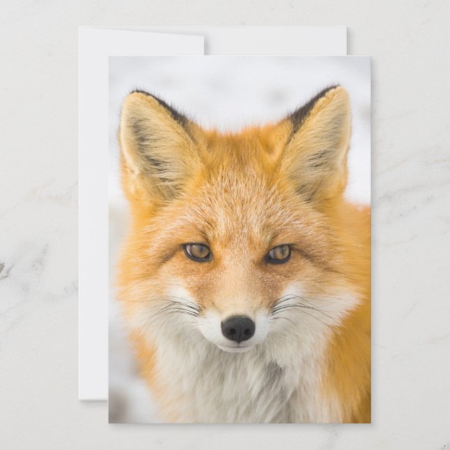 Red Fox Portrait Tack Kort (Framsida)