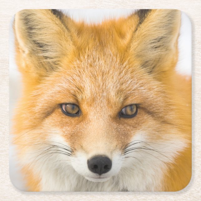 Red Fox Portrait Underlägg Papper Kvadrat (Framsidan)