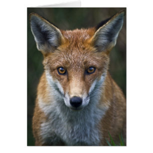 Red Fox Porträtt Card Hälsningskort