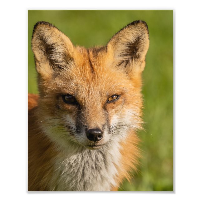 Red Fox Porträtt Fototryck (Framsidan)
