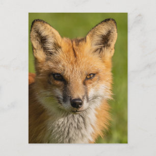 Red Fox Porträtt Vykort