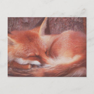 Red Fox POSTCARD Vykort