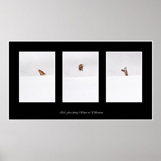 Red Fox Poster (Framsidan)