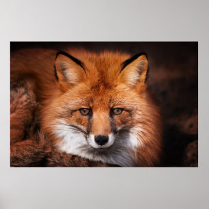 Red Fox Poster