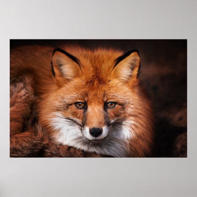 Red Fox Poster (Framsidan)