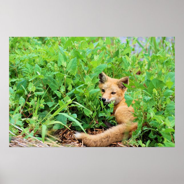 Red Fox Poster (Framsidan)