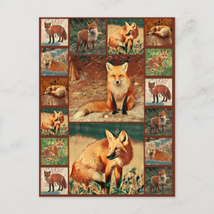 Red Fox-samling Vykort