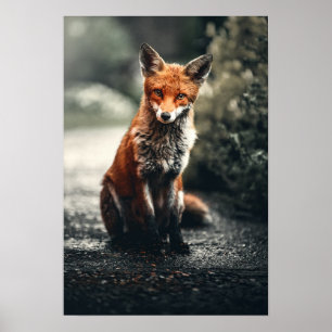 Red Fox Sitta på marken Poster