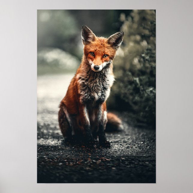 Red Fox Sitta på marken Poster (Framsidan)