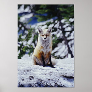 Red Fox sitta på snö bank, Vulpes, Mt. Poster