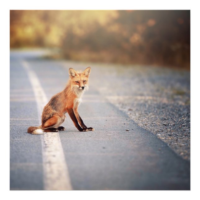 Red Fox Sitta på vägkanten Fototryck (Framsidan)