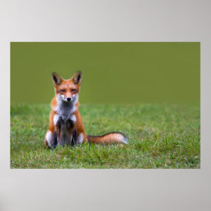 Red Fox Sitta Poster