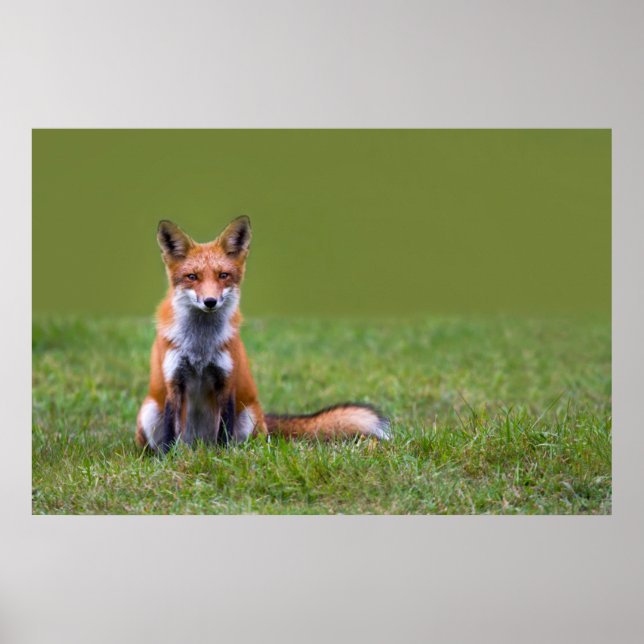 Red Fox Sitta Poster (Framsidan)