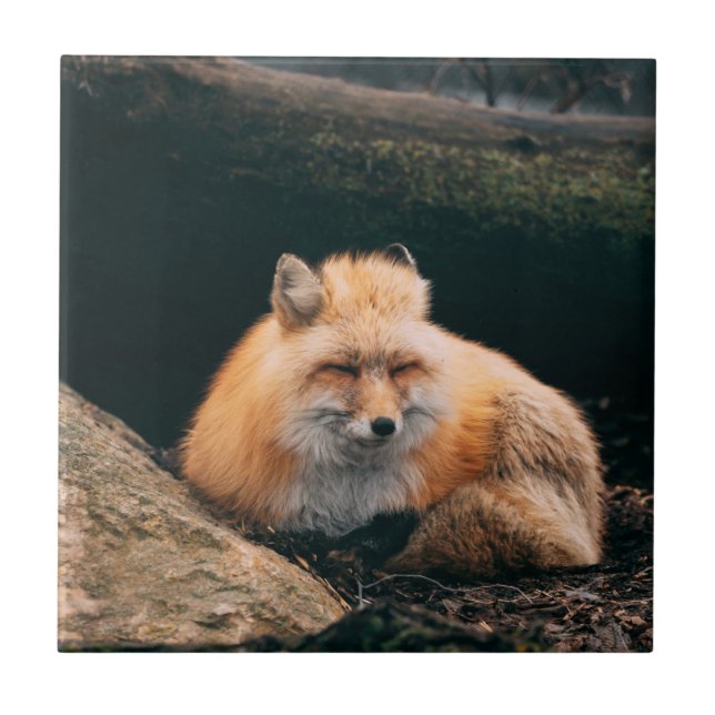 Red Fox Sleeping Kakelplatta (Framsidan)