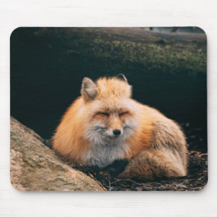 Red Fox Sleeping Musmatta