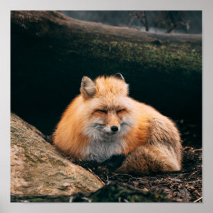 Red Fox Sleeping Poster