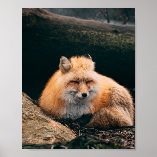 Red Fox Sleeping Poster (Framsidan)