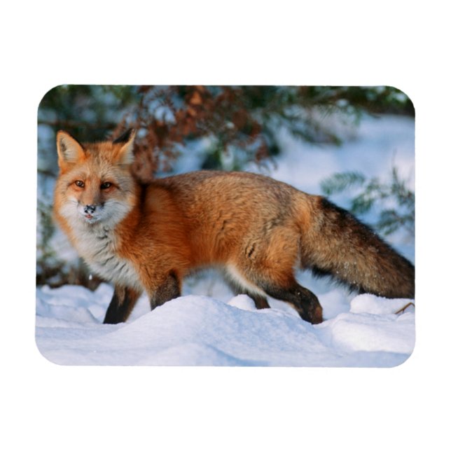 Red Fox | Snö i Winter, Montana Magnet (Horisontell)