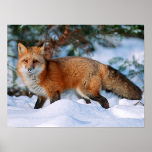 Red Fox   Snö i Winter, Montana Poster