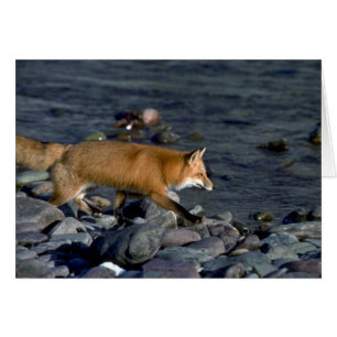 Red Fox som rinner bredvid floden Hälsningskort