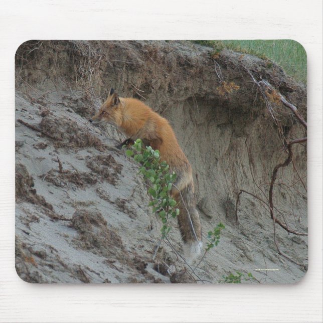 Red Fox Stealing Eggs Wildlife Mousepad Musmatta (Framsidan)