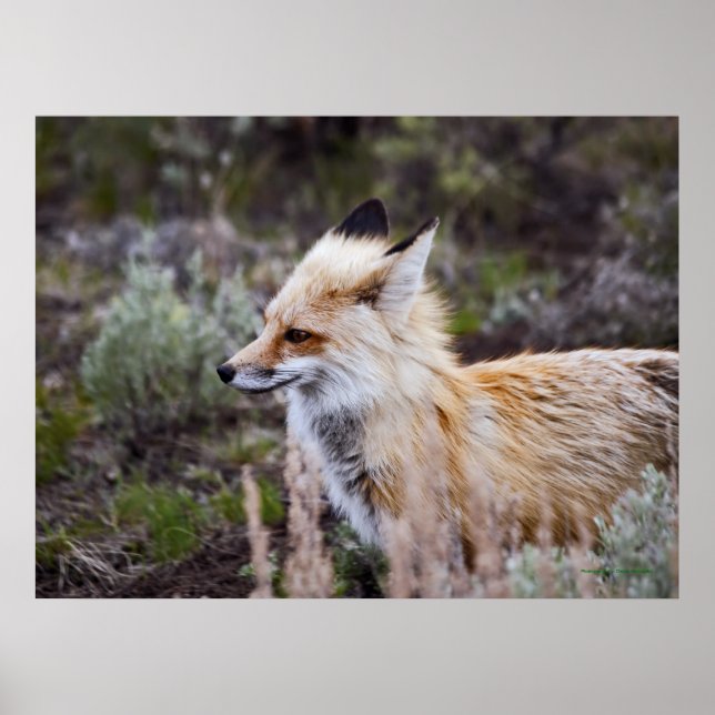 Red Fox - Utskrift av finkonst Poster (Framsidan)