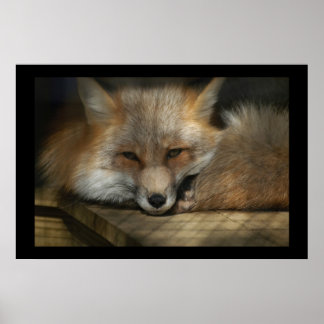 Red Fox-utskrift Poster