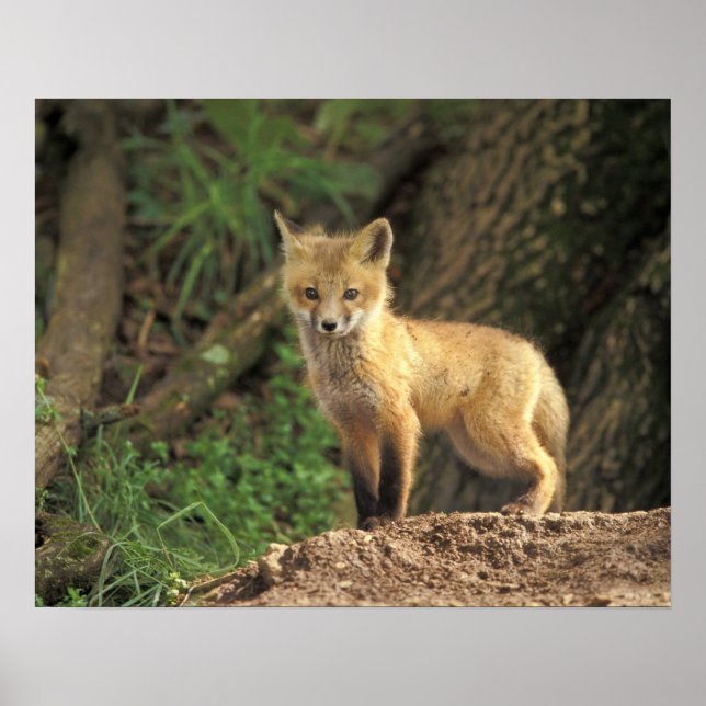 Red Fox-valp framför den (Vulpes vulpes) Poster (Framsidan)