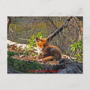 Red Fox-Valp Vykort