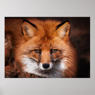 Red Fox Vild Woodland Animal Poster
