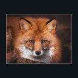 Red Fox Vild Woodland Animal Vykort<br><div class="desc">Den här designen innehåller ett foto av en röd räv.</div>